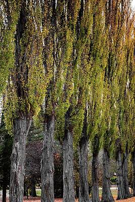 Tree Photograph - Autumn #26 by Robert Grac