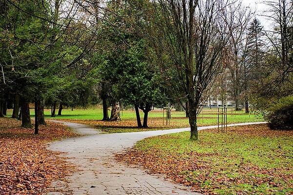 Tree Photograph - Autumn #27 by Robert Grac