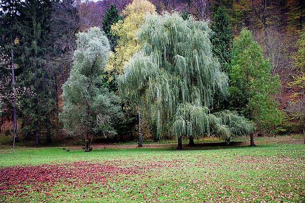 Tree Photograph - Autumn #28 by Robert Grac