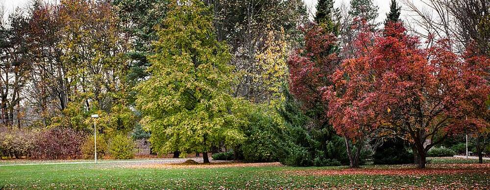 Tree Photograph - Autumn #29 by Robert Grac