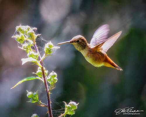 Wing Photograph - Allen's Hummingbird  #3 by Joe Fisher