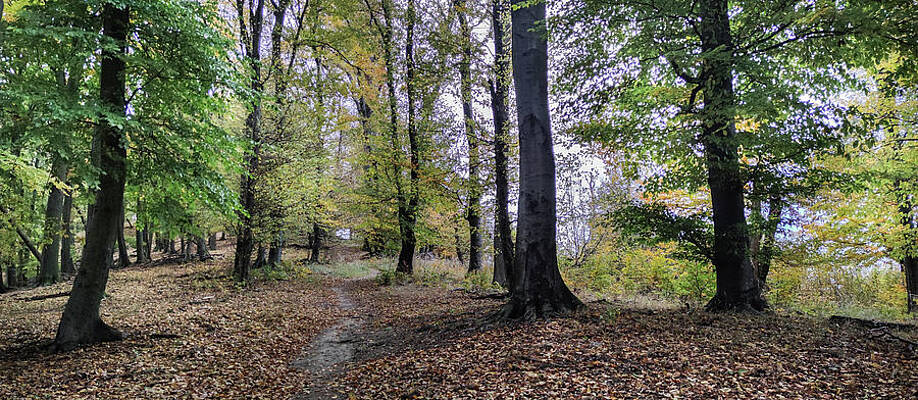 Tree Photograph - Autumn In The Forest #4 by Robert Grac