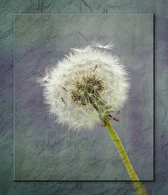 Flower Wall Art featuring the photograph Beautiful Dandelion Clock With Textured Background. #2 by Sue Leonard