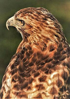 Wall Art featuring the photograph Bird1 by John Linnemeyer