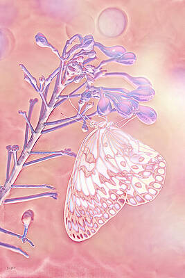 Butterfly Photograph - Butterfly  #3 by Bruce Block