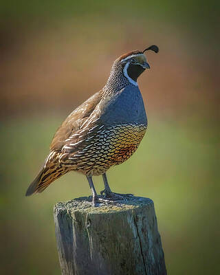 Wing Photograph - California Quail #3 by Joe Fisher