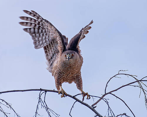 Hawk Photograph - Cooper's Hawk #3 by Joe Fisher