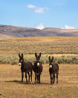 American Wall Art featuring the photograph 3 Curious Burros - Smoke Creek Desert - Lassen County CA by Mike Lee
