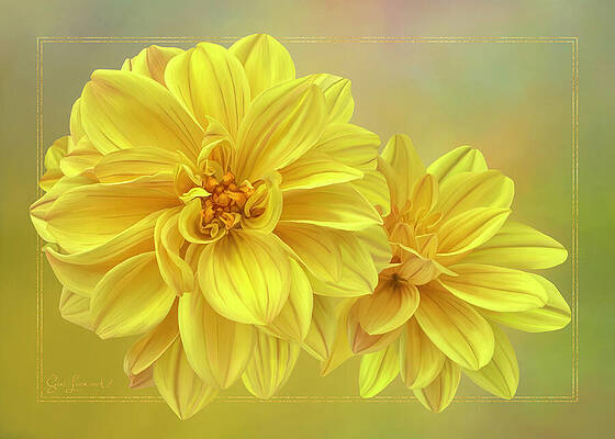Flower Wall Art featuring the photograph Digitally Painted Dahlia #3 by Sue Leonard