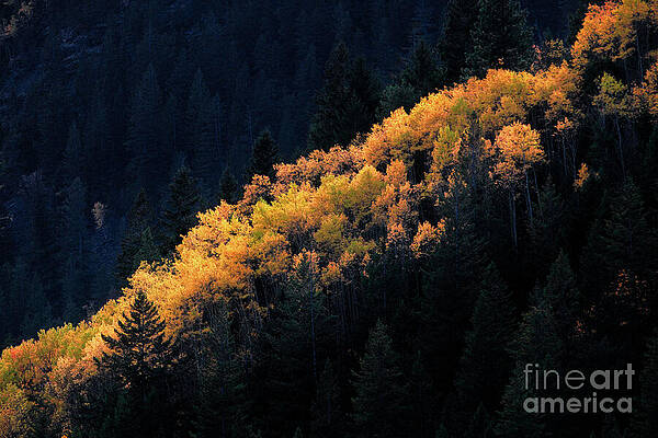 Wall Art featuring the photograph Fall Colors #3 by Thomas Nay