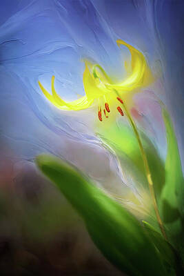 Blue Photograph - Glacier Lily #3 by Ursula Abresch