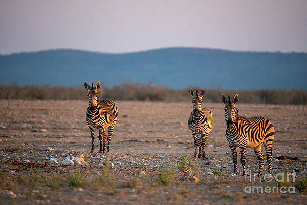 Landscape Photograph - Hartmanns Zebra At Sunrise In Etosha National Park, Namibia #3 by Sami Sarkis Photography