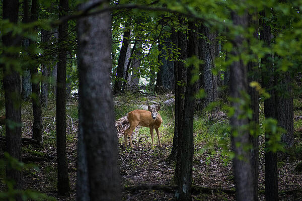 Wildlife Wall Art featuring the photograph In The Forest #3 by Robert Grac