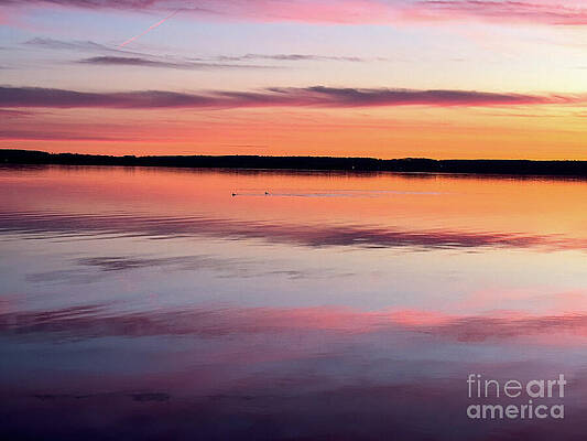 Serene Wall Art featuring the photograph Morning Swim #3 by William Norton
