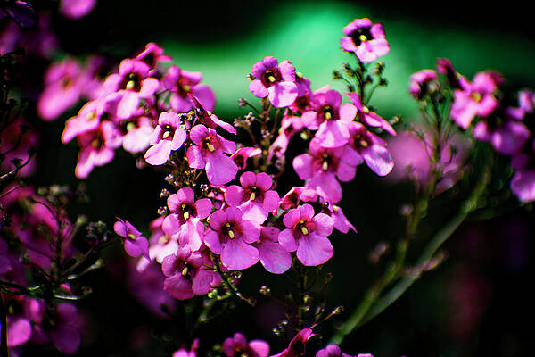 Love Wall Art featuring the photograph Nature Art #3 by Robert Grac