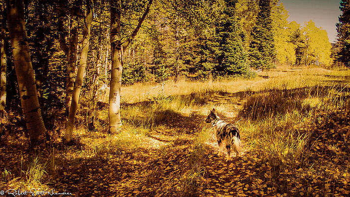 Tree Photograph - New Mexico - Taos - Aspen Trees #3 by Robert Niemeier
