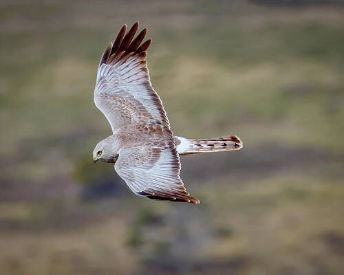 Feather Wall Art featuring the photograph Northern Harrier Male #3 by Joe Fisher