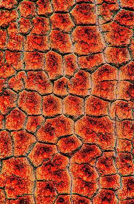 Abstract Photograph - Pine Bark Abstract  #3 by Bruce Block