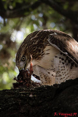 Hawk Photograph - Red-Tail Hawk With Prey #3 by Rene Vasquez