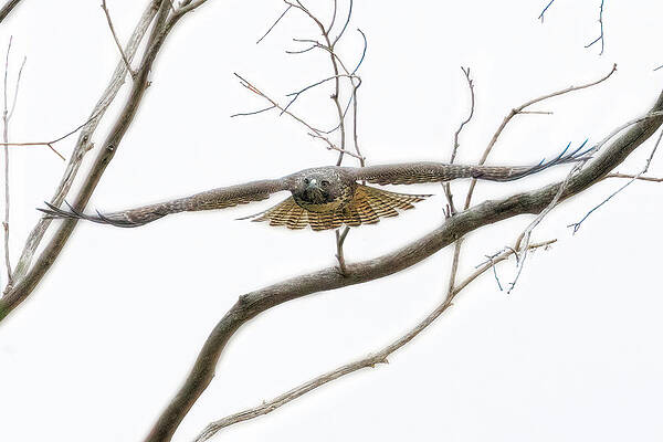 Hawk Photograph - Red-tailed Hawk #3 by Joe Fisher