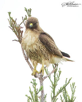 Hawk Photograph - Red-tailed Hawk Pose #3 by Joe Fisher