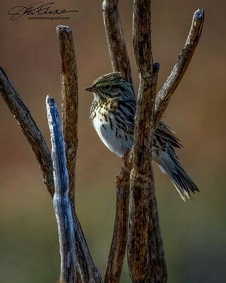 Branch Wall Art featuring the photograph Savannah Sparrow #3 by Joe Fisher