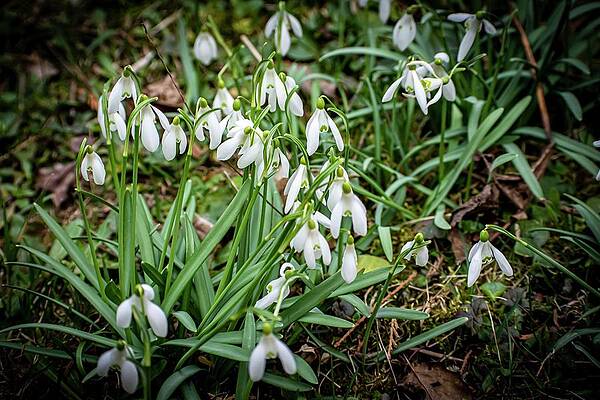 Nature Photograph - Spring Is Coming #3 by Robert Grac