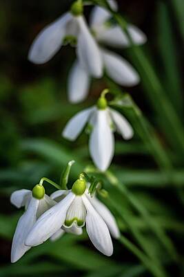 Nature Photograph - Spring Vibes #3 by Robert Grac