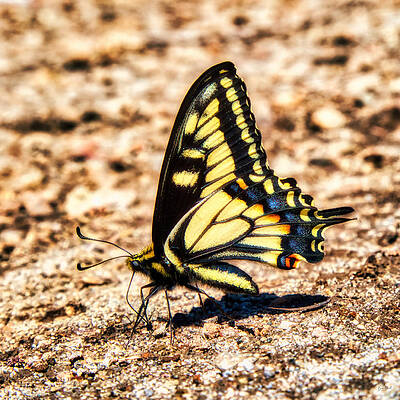 Butterfly Photograph - Swallowtail Butterfly #3 by Bruce Block