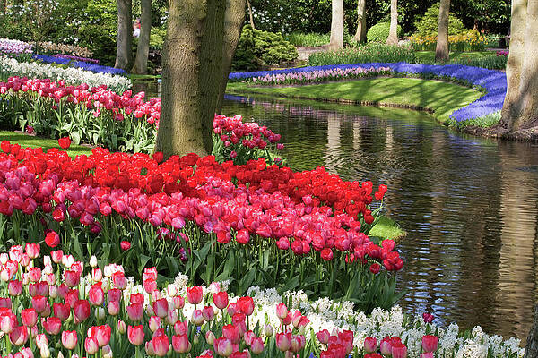 Spring Wall Art featuring the photograph Swathes Of Colour #3 by Shirley Mitchell