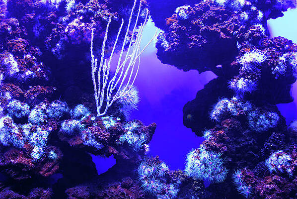 Landscape Wall Art featuring the photograph Under Water Coral Life #3 by Severija Kirilovaite