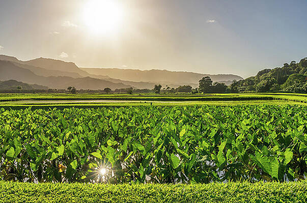 Wall Art featuring the photograph Verdant Taro Fields Thrive Under The Hawaiian Sun Near Hanalei B #3 by Steven Heap