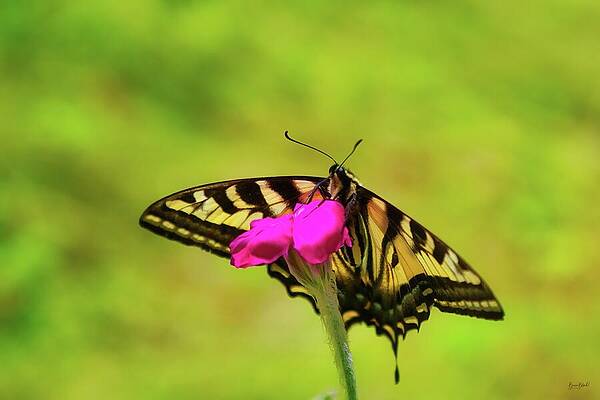 Butterfly Photograph - Western Tiger Swallowtail Butterfly #3 by Bruce Block