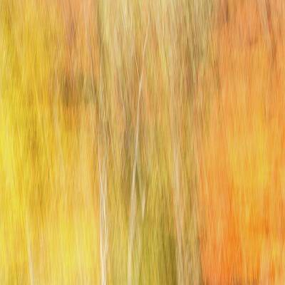 Abstract Wall Art featuring the photograph Whispers Of The Woodlands #3 by Shankar Adiseshan