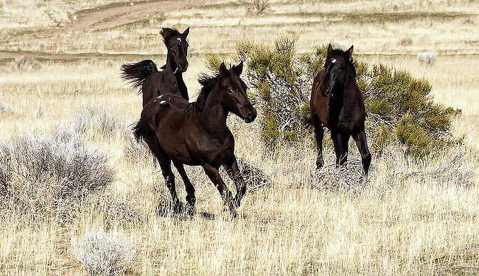 Wildlife Wall Art featuring the photograph Three Black Wild Mustang Foals Running In Yellow Grass by Waterdancer