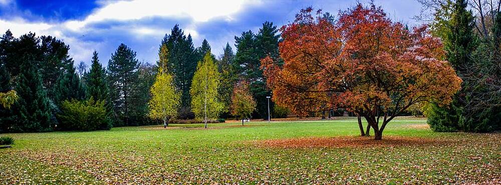 Tree Photograph - Autumn #30 by Robert Grac