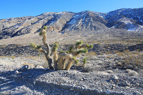 Photograph - Death Valley National Park #33 by Jonathan Babon