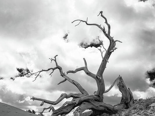 Wall Art featuring the photograph Bristlecone Bones by Joe Schofield