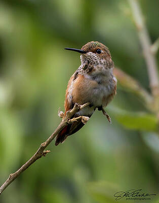 Beak Photograph - Allen's Hummingbird #4 by Joe Fisher
