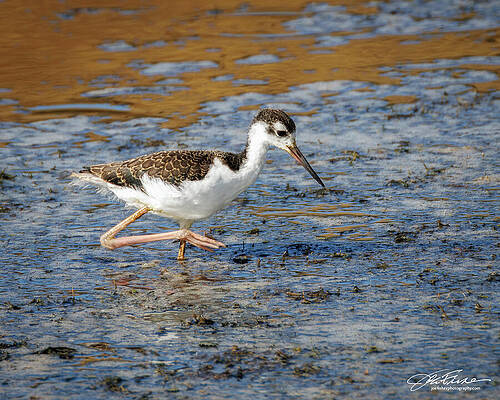 Beak Photograph - Black-necked Stilt #4 by Joe Fisher