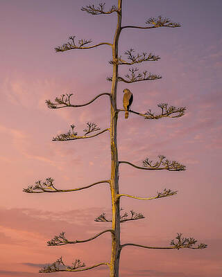 Hawk Photograph - Cooper's Hawk #4 by Joe Fisher