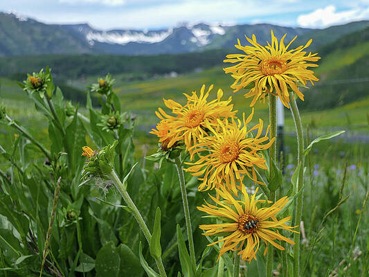 4 flowers and a bug by Sunniye Buesing
