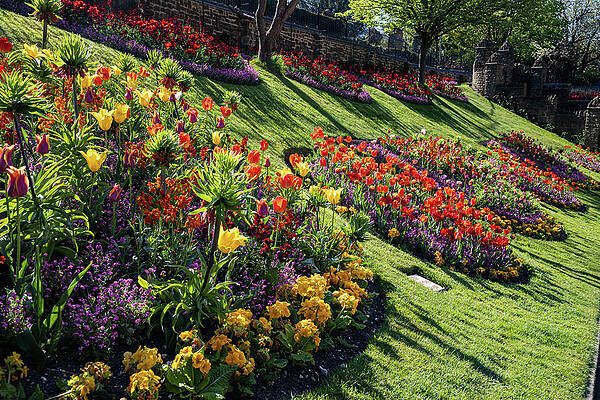 Spring Wall Art featuring the photograph Guildford Castle Gardens  #4 by Shirley Mitchell