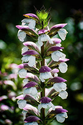 Love Wall Art featuring the photograph Nature Art #4 by Robert Grac