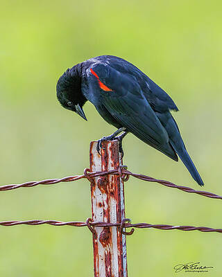 Wildlife Wall Art featuring the photograph Red-winged Blackbird #4 by Joe Fisher