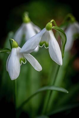 Nature Photograph - Spring Vibes #5 by Robert Grac