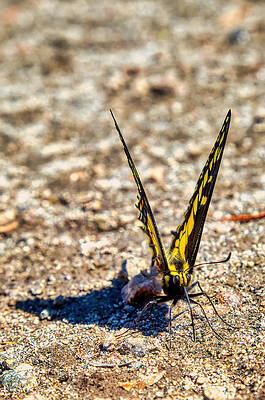 Butterfly Photograph - Swallowtail Butterfly #4 by Bruce Block