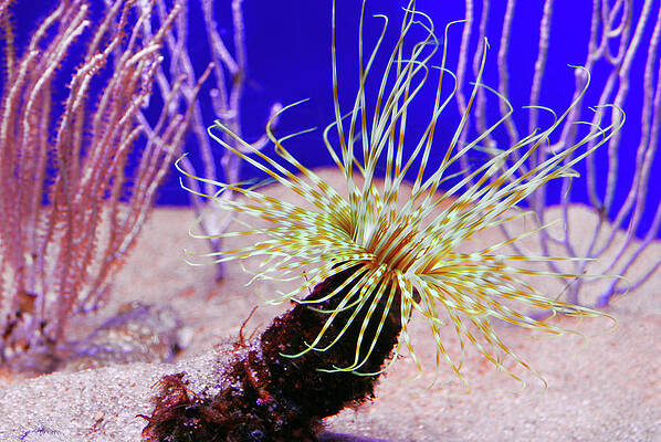 Landscape Wall Art featuring the photograph Under Water Coral Life #4 by Severija Kirilovaite