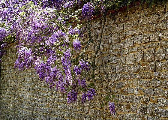 Spring Wall Art featuring the photograph Wisteria #4 by Shirley Mitchell