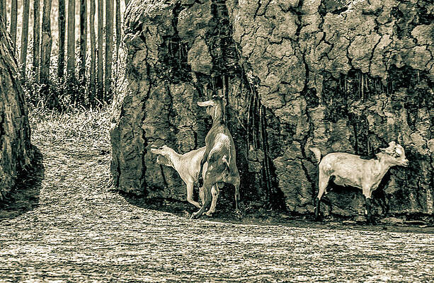Tanzania Wall Art featuring the photograph Goats Maasai Village Ngorongoro 4169 by Neptune Images